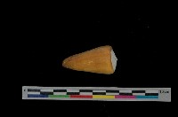 藏品(少女芋螺)的圖片